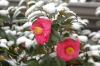 Pink and yellow flowers covered in snow.
